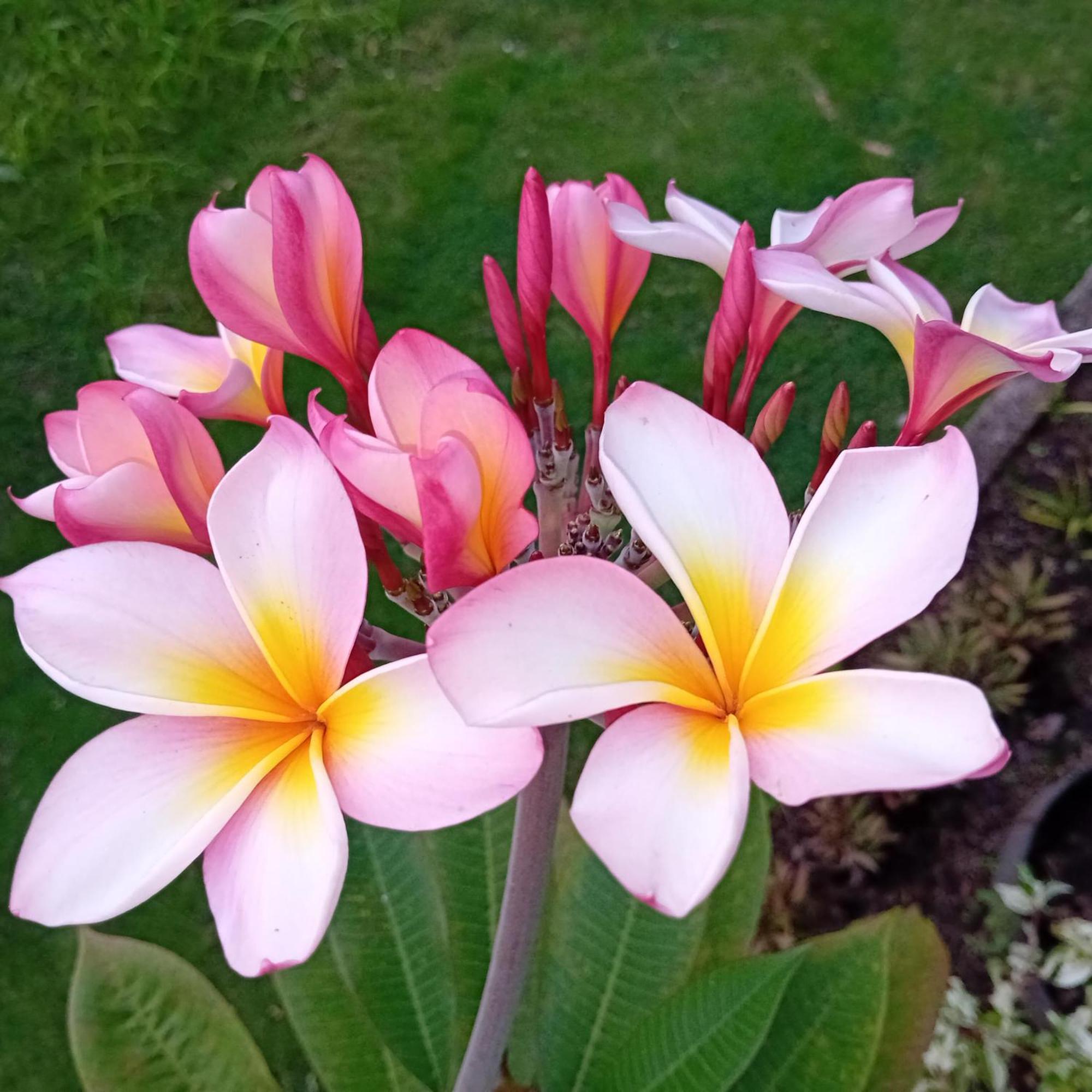 Budi Sun Resort เมาเมเร ภายนอก รูปภาพ